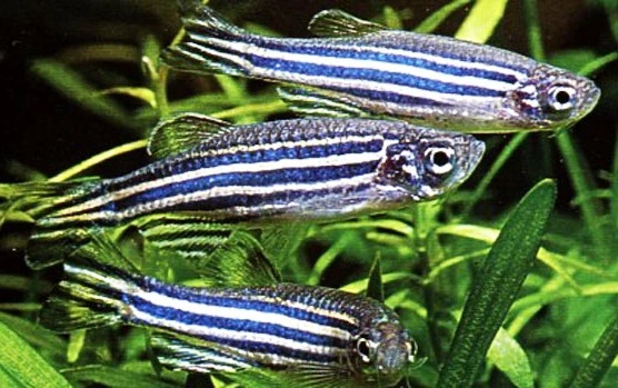 Zebrafisk (Brachydanio rerio)